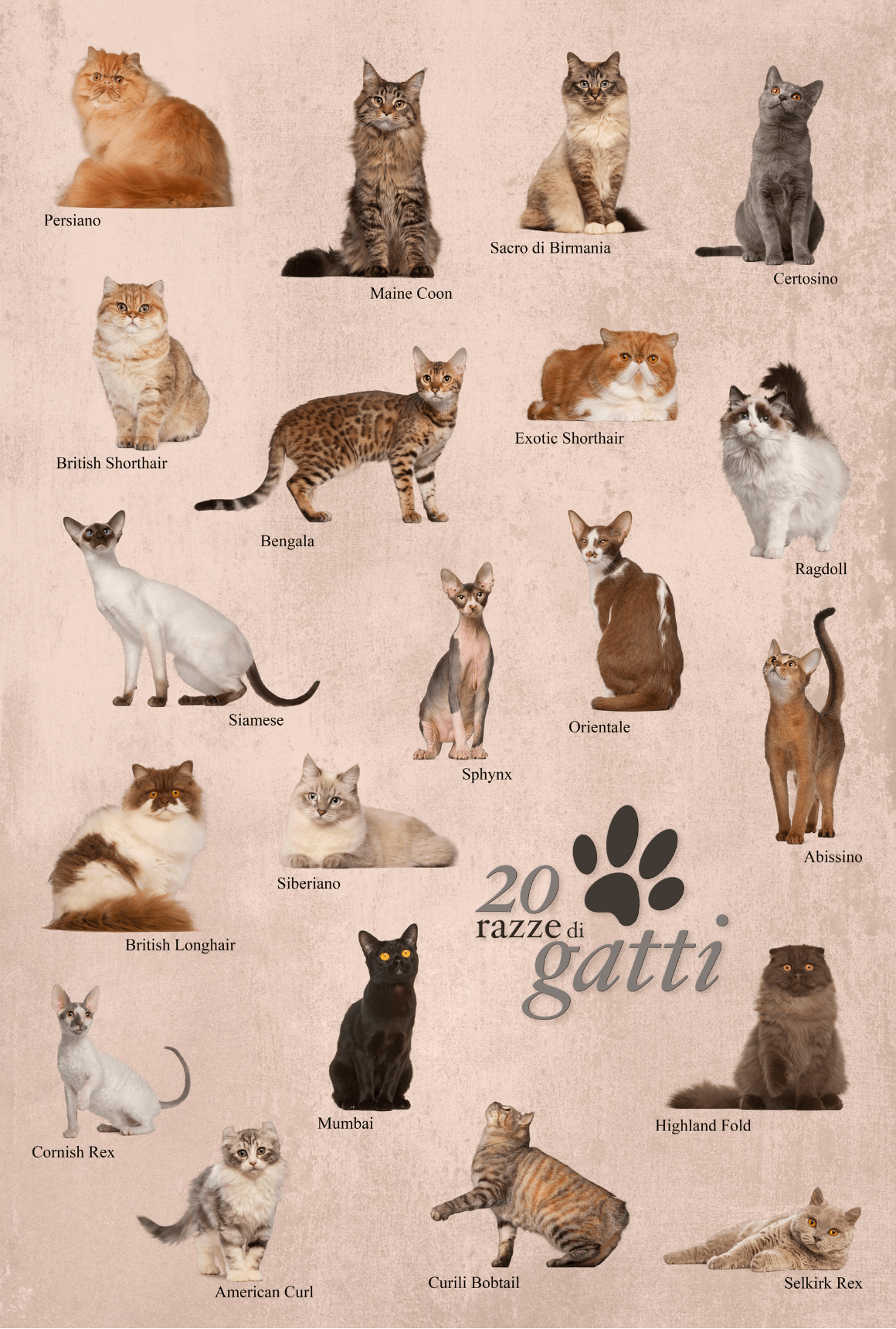 Katzenrassen ≫ Überblick und Infos | Schmidts Katze