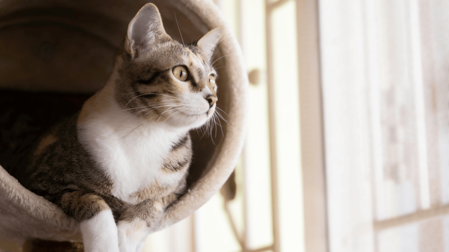 Schmidts Katze ≫ Tipps, Tricks & Ratgeber zu Katzen